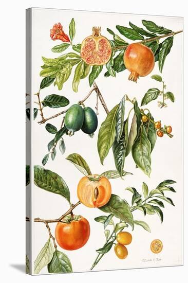 Pomegranate and Other Fruit-Elizabeth Rice-Stretched Canvas
