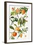 Pomegranate and Other Fruit-Elizabeth Rice-Framed Giclee Print