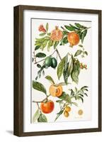 Pomegranate and Other Fruit-Elizabeth Rice-Framed Giclee Print