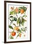 Pomegranate and Other Fruit-Elizabeth Rice-Framed Premium Giclee Print