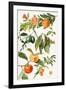 Pomegranate and Other Fruit-Elizabeth Rice-Framed Premium Giclee Print