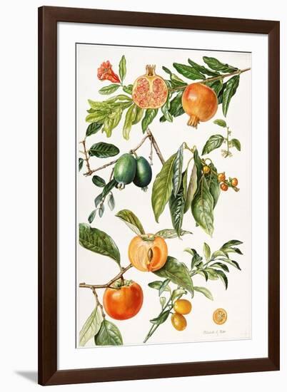 Pomegranate and Other Fruit-Elizabeth Rice-Framed Giclee Print