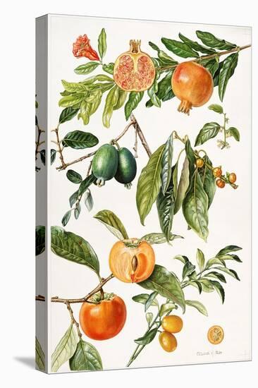 Pomegranate and Other Fruit-Elizabeth Rice-Stretched Canvas