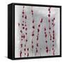 Pomegranate Blossom-Joshua Schicker-Framed Stretched Canvas