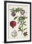 Pomegranate Composition I-Naomi McCavitt-Framed Art Print