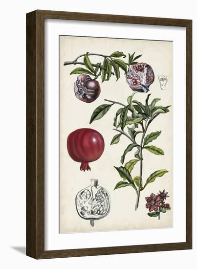 Pomegranate Composition I-Naomi McCavitt-Framed Art Print