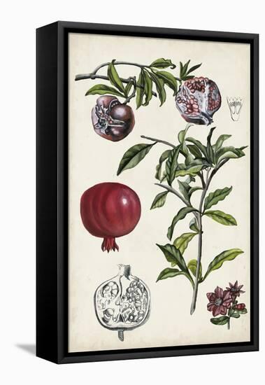 Pomegranate Composition I-Naomi McCavitt-Framed Stretched Canvas