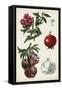 Pomegranate Composition II-Naomi McCavitt-Framed Stretched Canvas