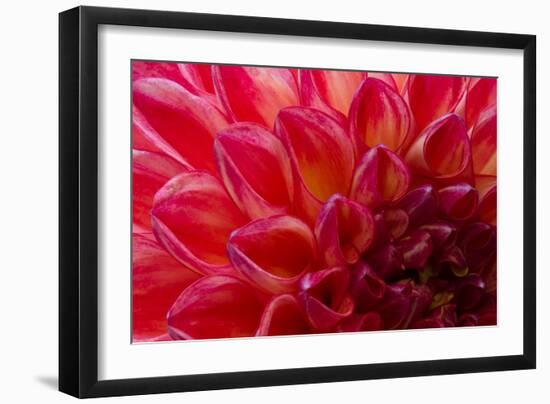 Pomegranate Dahlia-Charles LaKamp-Framed Photographic Print