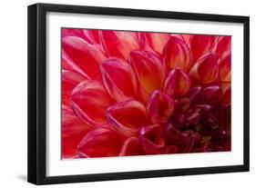 Pomegranate Dahlia-Charles LaKamp-Framed Photographic Print