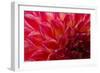 Pomegranate Dahlia-Charles LaKamp-Framed Photographic Print