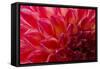 Pomegranate Dahlia-Charles LaKamp-Framed Stretched Canvas