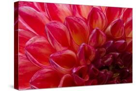 Pomegranate Dahlia-Charles LaKamp-Stretched Canvas