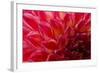 Pomegranate Dahlia-Charles LaKamp-Framed Photographic Print