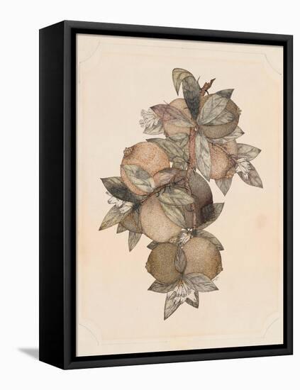 Pomegranate Fruit, 1867-null-Framed Stretched Canvas