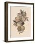 Pomegranate Fruit, 1867-null-Framed Giclee Print