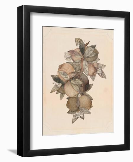 Pomegranate Fruit, 1867-null-Framed Giclee Print