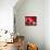 Pomegranate Fruit-Subbotina Anna-Framed Stretched Canvas displayed on a wall