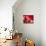 Pomegranate Fruit-Subbotina Anna-Stretched Canvas displayed on a wall