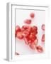 Pomegranate Seeds-Alain Caste-Framed Photographic Print