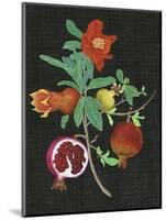 Pomegranate Study II-Melissa Wang-Mounted Art Print