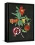 Pomegranate Study II-Melissa Wang-Framed Stretched Canvas