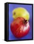 Pomegranate, with Quince Behind-Jean Cazals-Framed Stretched Canvas