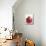 Pomegranate-null-Mounted Photographic Print displayed on a wall
