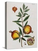 Pomegranate-Elizabeth Blackwell-Stretched Canvas