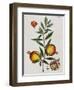 Pomegranate-Elizabeth Blackwell-Framed Giclee Print