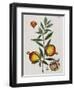 Pomegranate-Elizabeth Blackwell-Framed Giclee Print