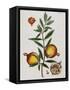 Pomegranate-Elizabeth Blackwell-Framed Stretched Canvas