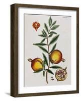 Pomegranate-Elizabeth Blackwell-Framed Giclee Print