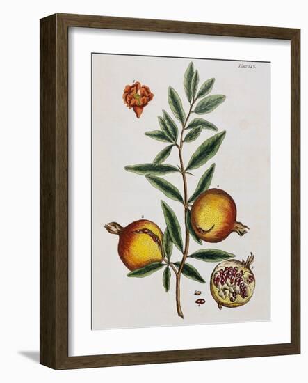 Pomegranate-Elizabeth Blackwell-Framed Giclee Print