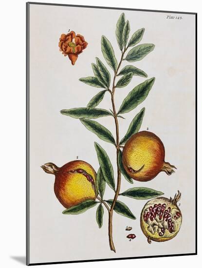 Pomegranate-Elizabeth Blackwell-Mounted Giclee Print