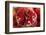 Pomegranates in Carmel Market-Richard T. Nowitz-Framed Photographic Print