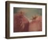 Pomegranates-Jennifer Kennard-Framed Photographic Print