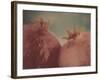 Pomegranates-Jennifer Kennard-Framed Photographic Print