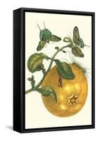 Pomelo Fruit with Urania Moth-Maria Sibylla Merian-Framed Stretched Canvas