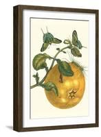 Pomelo Fruit with Urania Moth-Maria Sibylla Merian-Framed Art Print