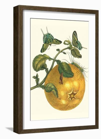 Pomelo Fruit with Urania Moth-Maria Sibylla Merian-Framed Art Print