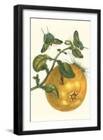 Pomelo Fruit with Urania Moth-Maria Sibylla Merian-Framed Art Print