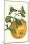 Pomelo Fruit with Urania Moth-Maria Sibylla Merian-Mounted Art Print
