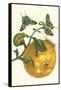 Pomelo Fruit with Urania Moth-Maria Sibylla Merian-Framed Stretched Canvas