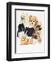 Pomeraneian-Barbara Keith-Framed Giclee Print