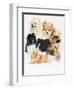 Pomeraneian-Barbara Keith-Framed Giclee Print