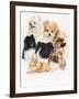 Pomeraneian-Barbara Keith-Framed Giclee Print