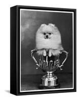 Pomeranian Champion Dimples of Hadleigh, a Pomeranian Posing in a Trophy-null-Framed Stretched Canvas