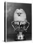 Pomeranian Champion Dimples of Hadleigh, a Pomeranian Posing in a Trophy-null-Stretched Canvas