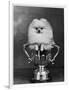 Pomeranian Champion Dimples of Hadleigh, a Pomeranian Posing in a Trophy-null-Framed Photographic Print